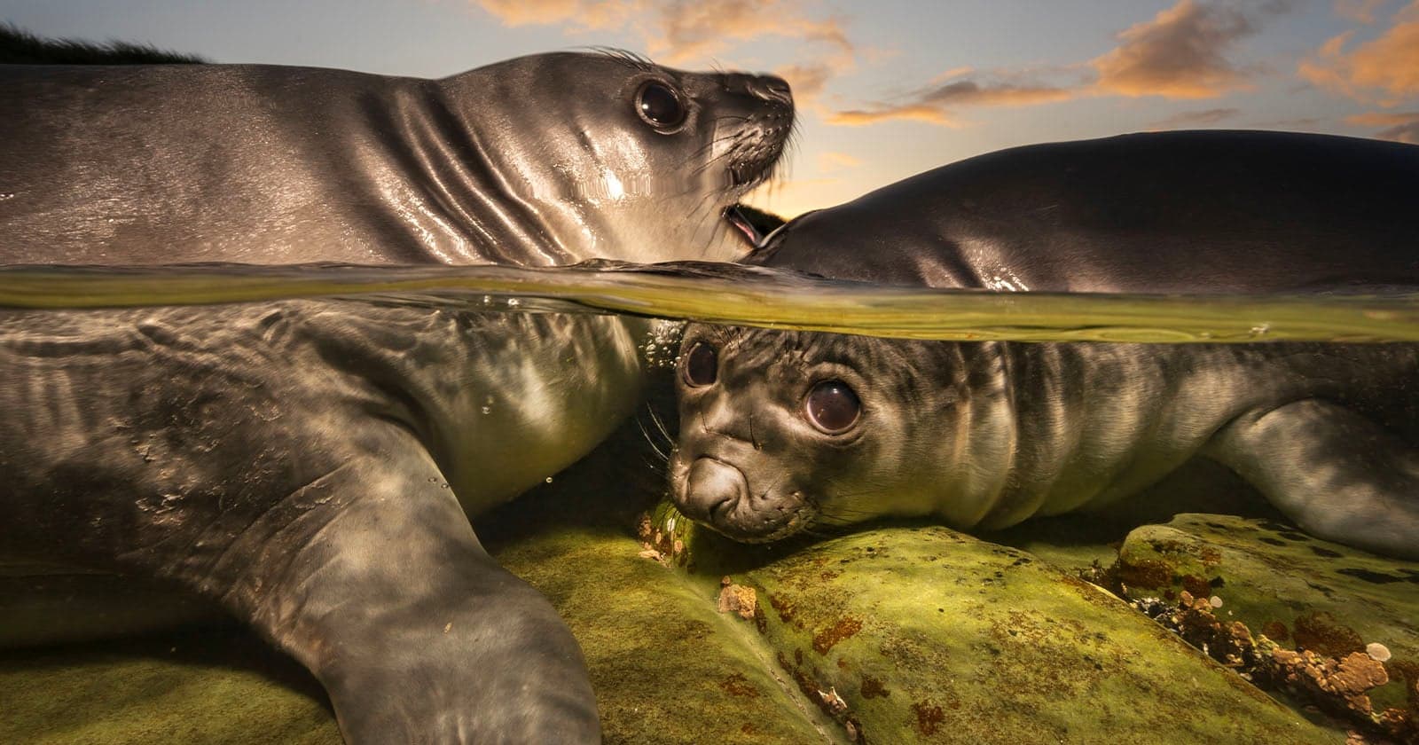 Stunning Photo of Resilient Elephant Seal Pups Wins Underwater Photographer of the Year 2026