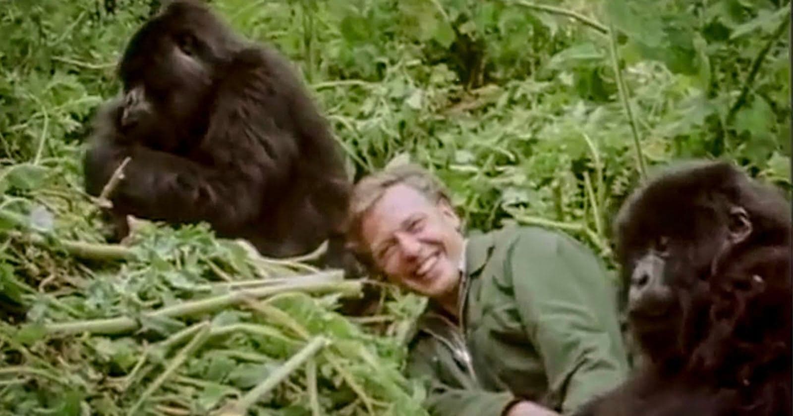 Iconic David Attenborough Moment From the 1970s Explored in New Film