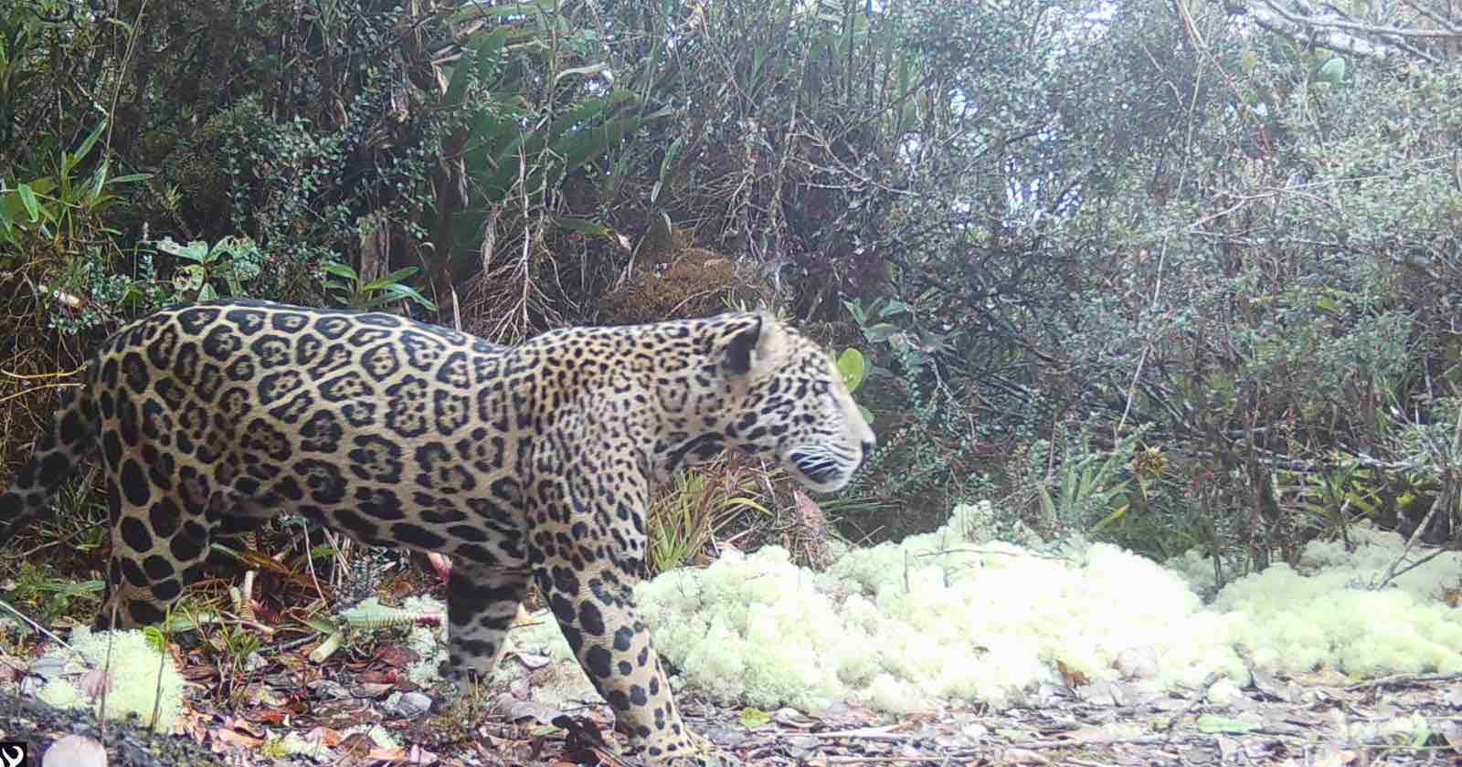 Remote Cameras Capture ‘Cloud Jaguar’ in Honduras for First Time in a Decade