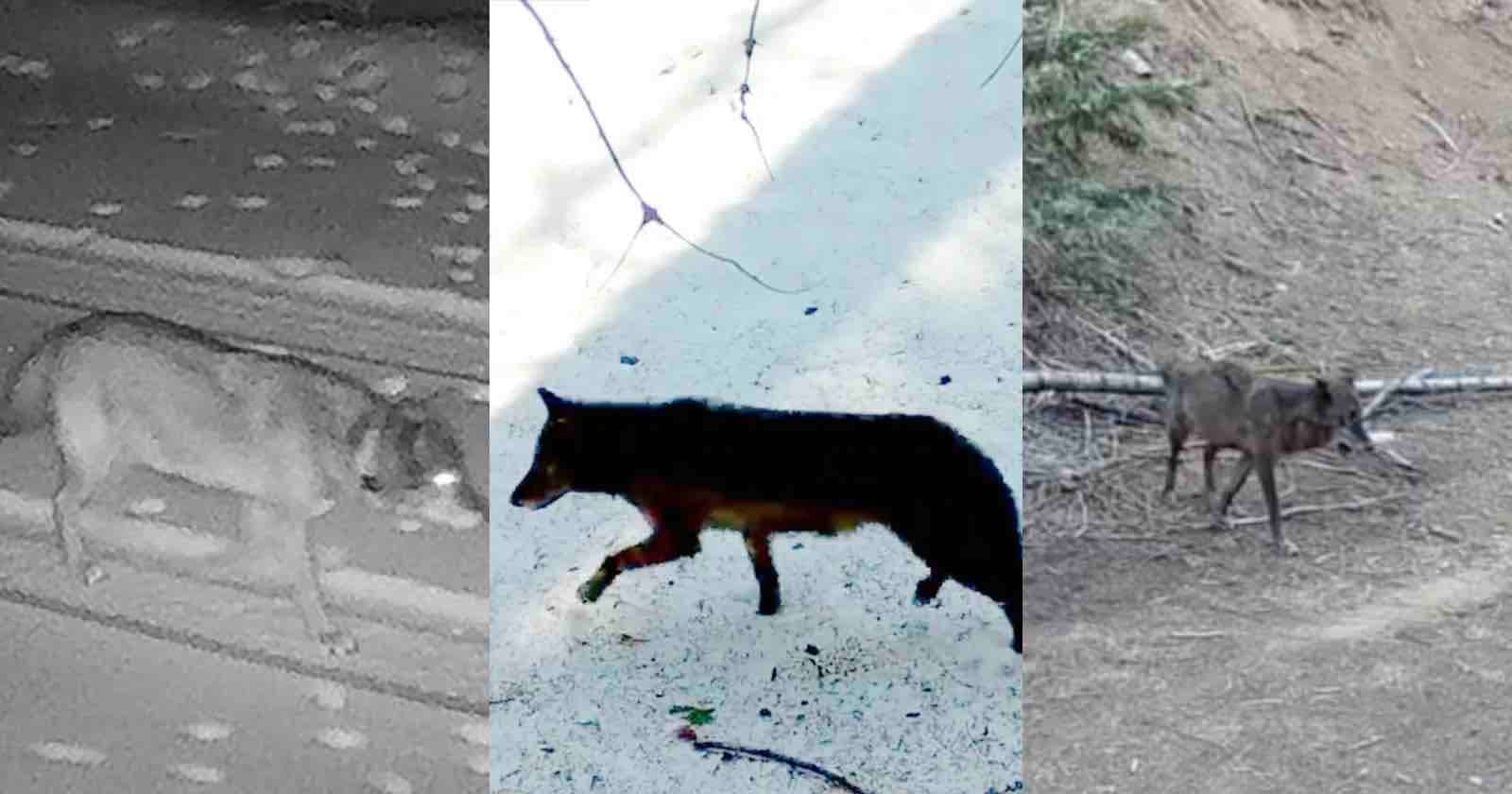 Remote Cameras Follow Wolf’s Historic Journey into Los Angeles County