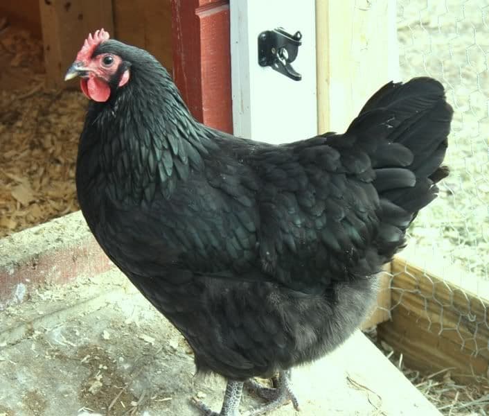 Top 20 Black And White Chicken Breeds For Backyard